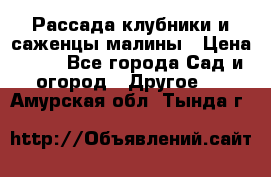 Рассада клубники и саженцы малины › Цена ­ 10 - Все города Сад и огород » Другое   . Амурская обл.,Тында г.